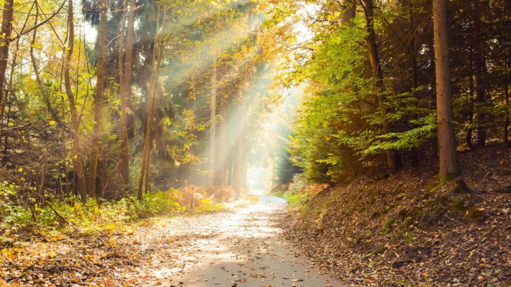 Forest bathing path sunlight nature therapy
