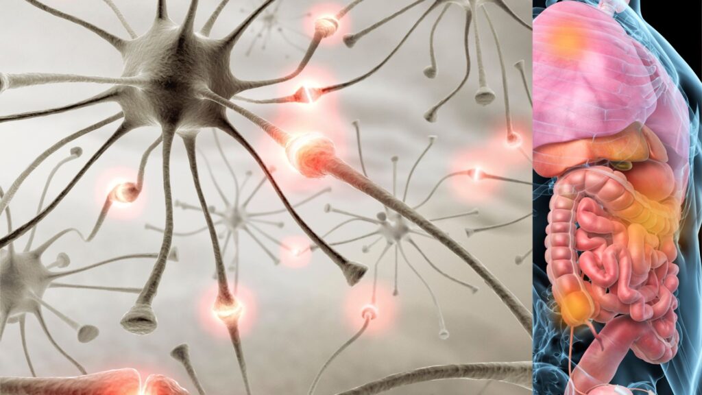 Autonomic Nervous System Dysregulation: Signs, Causes, and the Path Back to Balance Autonomic Nervous System Dysregulation: Signs, Causes, and the Path Back to Balance