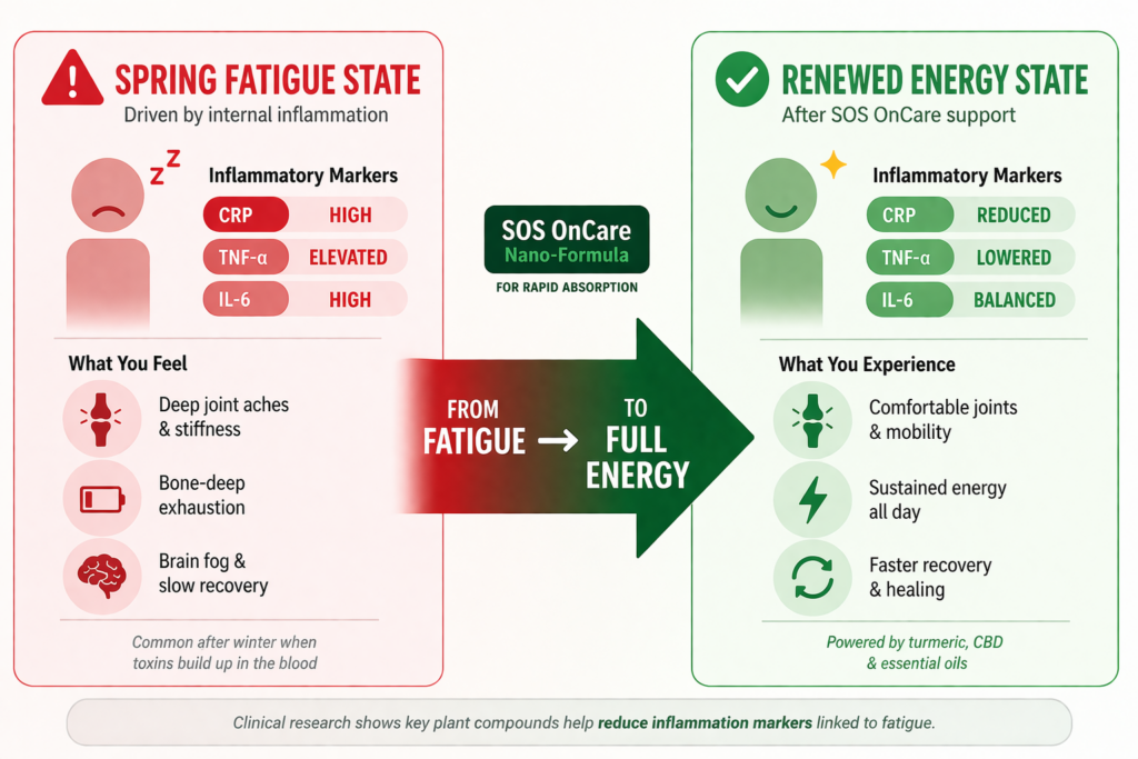 Split diagram comparing spring fatigue state — high CRP, elevated TNF-alpha and IL-6 causing joint pain and exhaustion — versus renewed energy state after SOS OnCare supplementation reduces inflammatory markers naturally