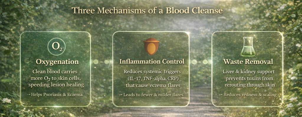 Infographic showing three mechanisms of a blood cleanse for skin health: oxygenation, inflammation control, and metabolic waste removal Infographic showing three mechanisms of a blood cleanse for skin health: oxygenation, inflammation control, and metabolic waste removal