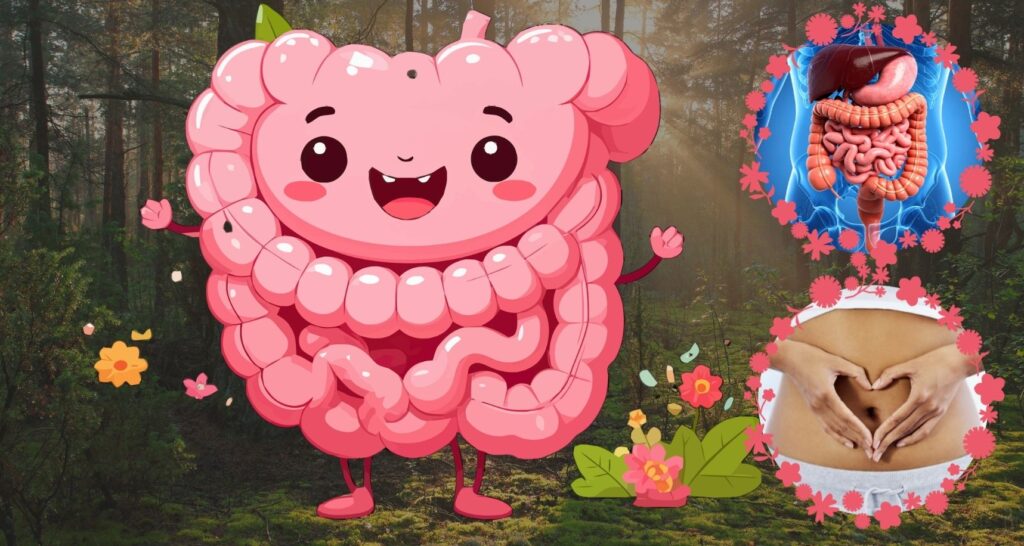 Illustration showing the human digestive and immune system, representing why natural body cleanse starts with better absorption at the cellular level