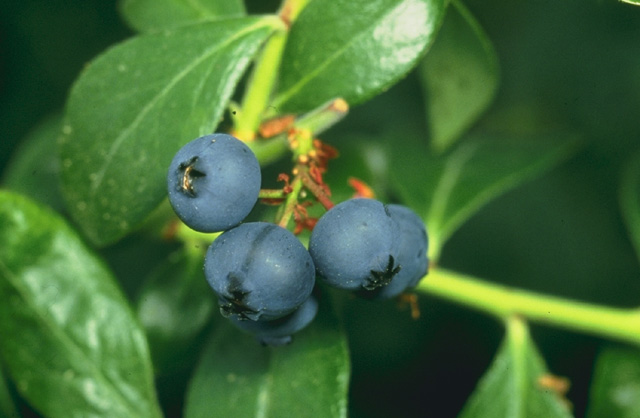 blueberries anti-inflammatory food