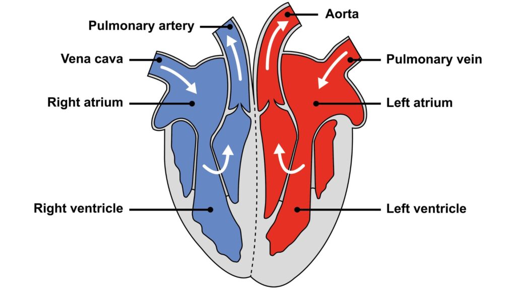 LDL cholesterol build-up in artery wall, natural heart health botanical support 2026 UK